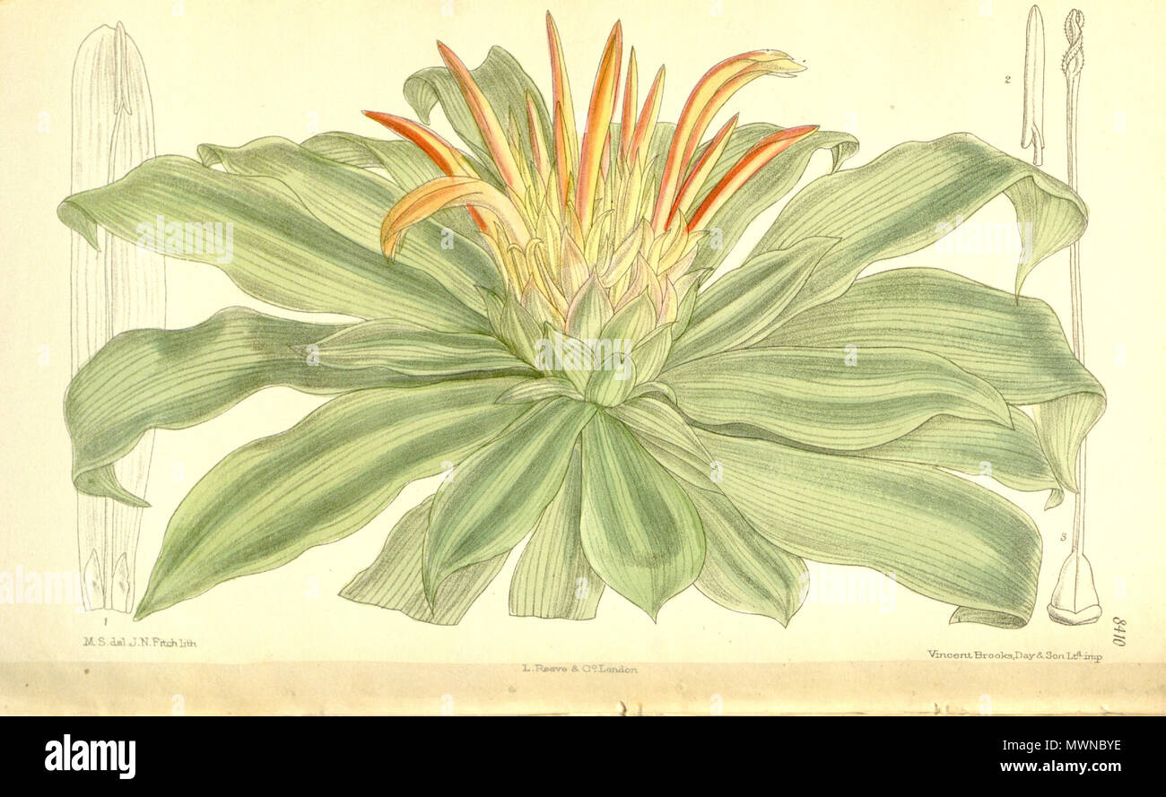 . Pitcairnia tabuliformis, Bromeliaceae . 1911. M.S. del., J.N.Fitch lith. 486 Pitcairnia tabulaeformis 137-8410 Stock Photo