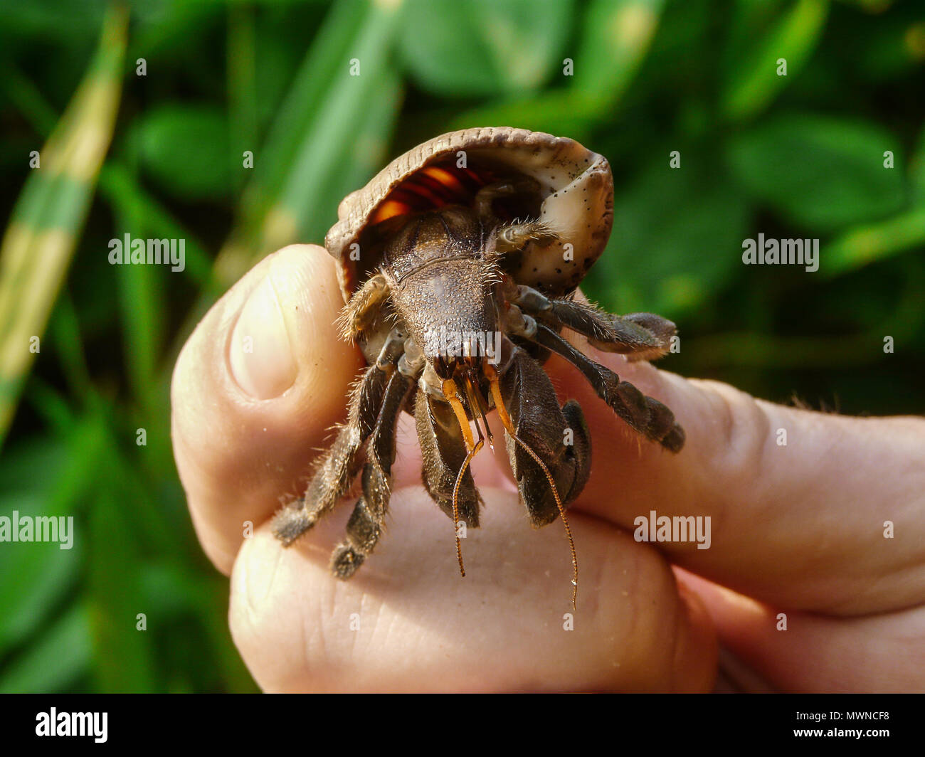 Joint footed animals hires stock photography and images Alamy