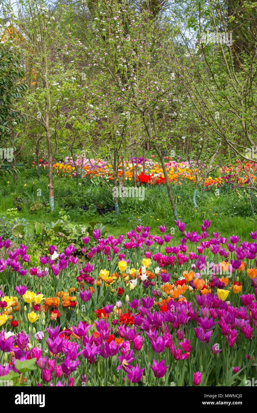 Tulip Riverside Wide overview of the Tulip growing beds at Riverside Bulbs Stock Photo ...