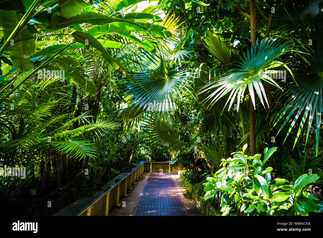 Inside the Palm House at Kew Gardens - London, England Stock Photo
