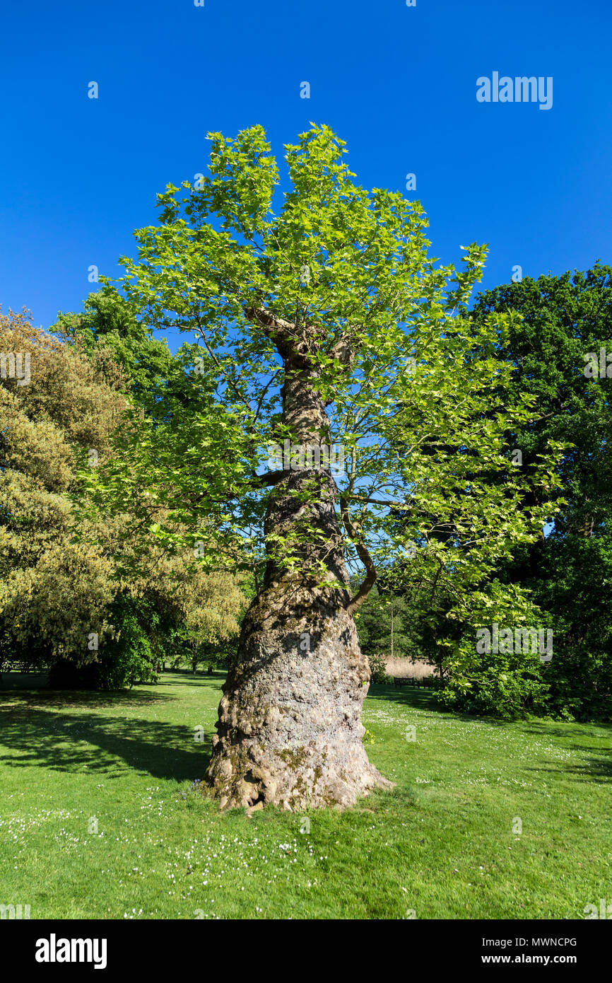 London plane tree (Platanus x hispanica) in Kew Gardens, UK Stock Photo