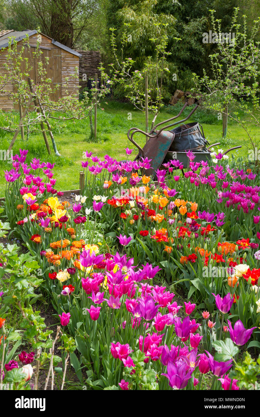 Tulip Riverside Wide overview of the Tulip growing beds at Riverside Bulbs Stock Photo ...