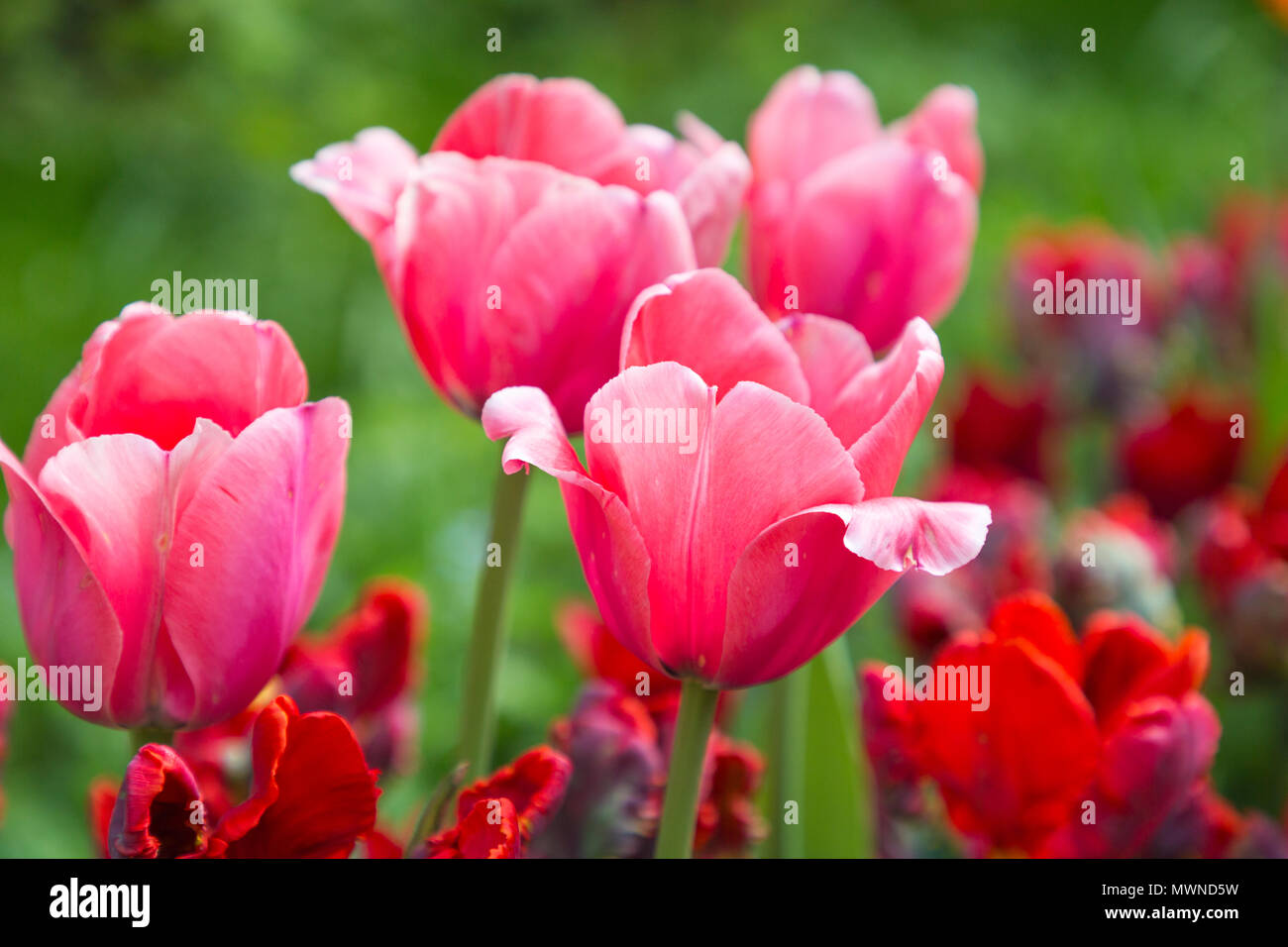 Tulipa 'Pink Impression' Stock Photo - Alamy