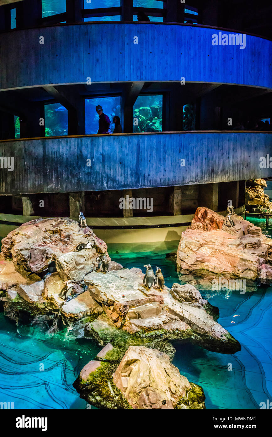New England Aquarium Boston, Massachusetts, USA Stock Photo - New EnglanD Aquarium Boston Massachusetts Usa MWNDM1