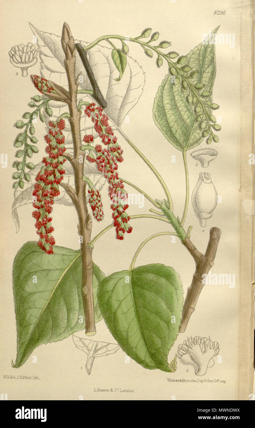. Populus nigra var. betulifolia, Salicaceae . 1910. M.S. del., J.N.Fitch lith. 493 Populus nigra betulifolia 136-8298 Stock Photo
