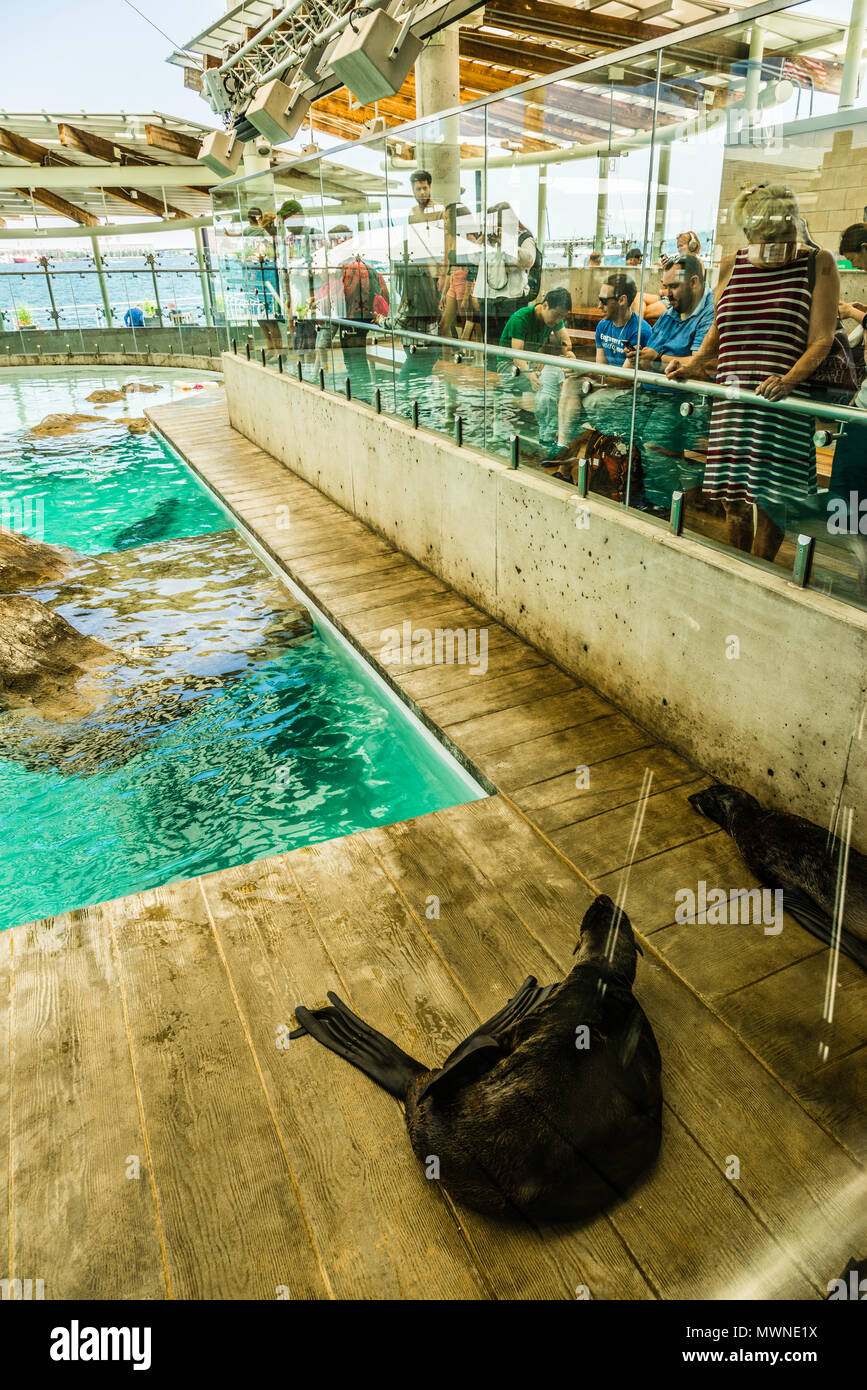 New England Aquarium Boston, Massachusetts, USA Stock Photo - New EnglanD Aquarium Boston Massachusetts Usa MWNE1X