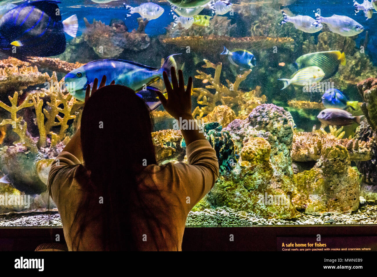 New England Aquarium Boston, Massachusetts, USA Stock Photo Alamy