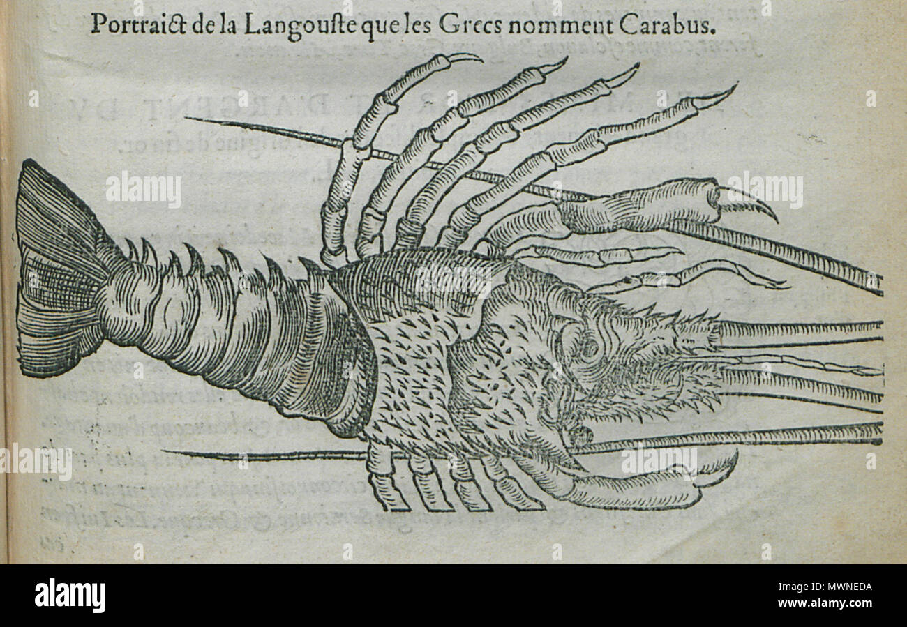 . English: Pierre Belon. Les observations de plusieurs singularitez & choses mémmorables, trouvées en Grèce, Asie, Judée, Égypte, Arabie, aux autres pays étrangers, Paris, Guillaume Cavellat & Gilles Corrozet, 1554. 1554.   Pierre Belon  (1517–1564)      Alternative names Bel.; Белон Пьер; Pierre Belon; Pierre Belon du Manse; Petrus Bellonius Cenomanus; Belon; Pierre Belon Le Mans  Description French naturalist, writer, zoologist, physician, botanist and diplomat French naturalist  Date of birth/death 1517 April 1564  Location of birth/death Cérans-Foulletourte Paris  Authority control  : Q445 Stock Photo