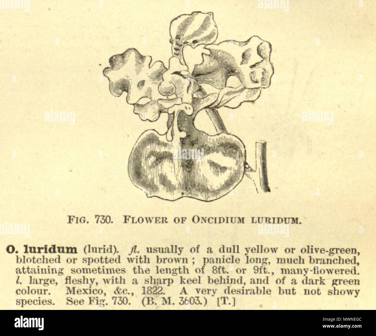 . Illustration of: Oncidium luridum . between 1884 and 1888. Edited by George Nicholson 456 Oncidium luridum - cutout from Enc.Hort.5-487 (1884-1888) Stock Photo