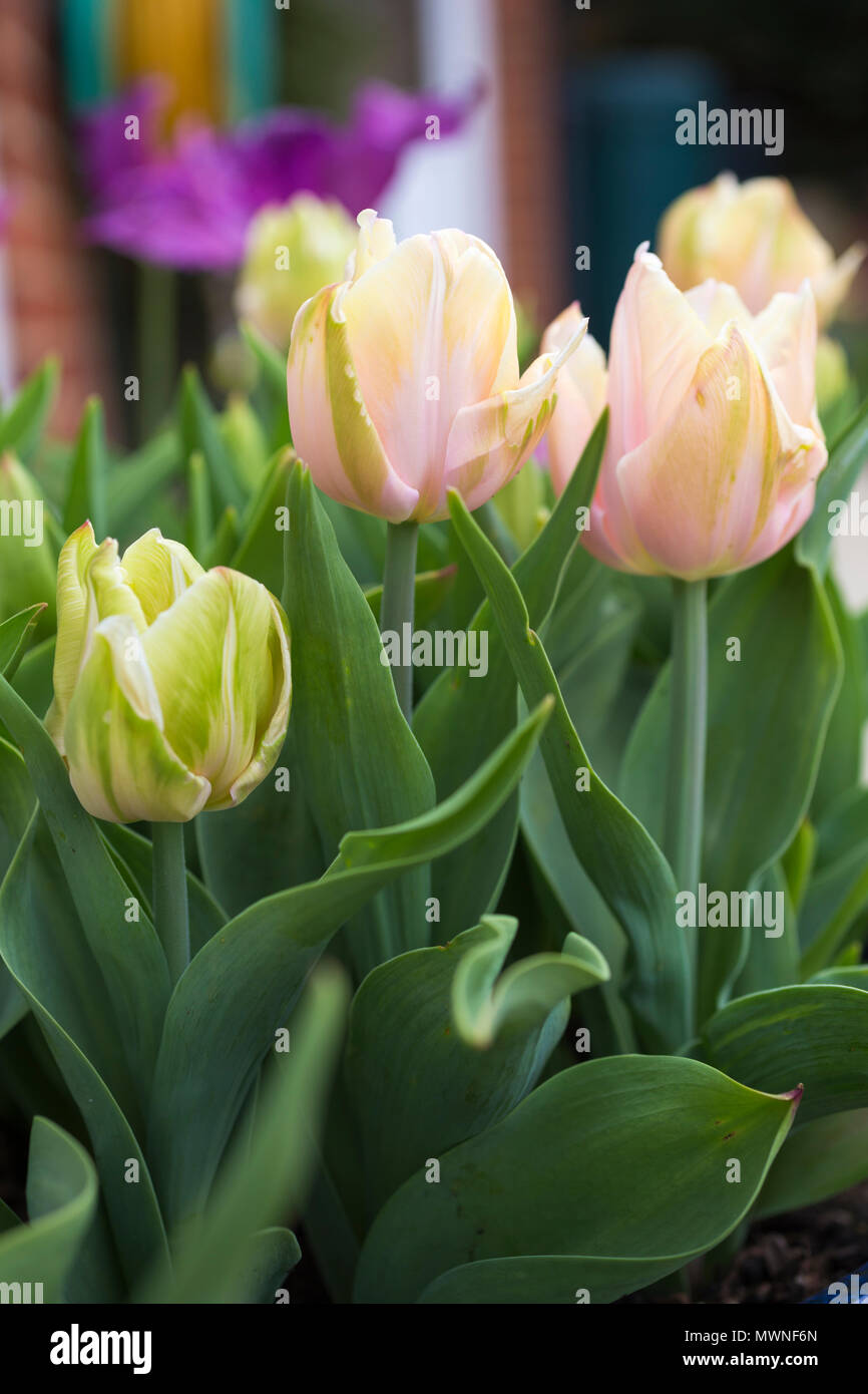 Tulipa 'Mango Charm' Stock Photo