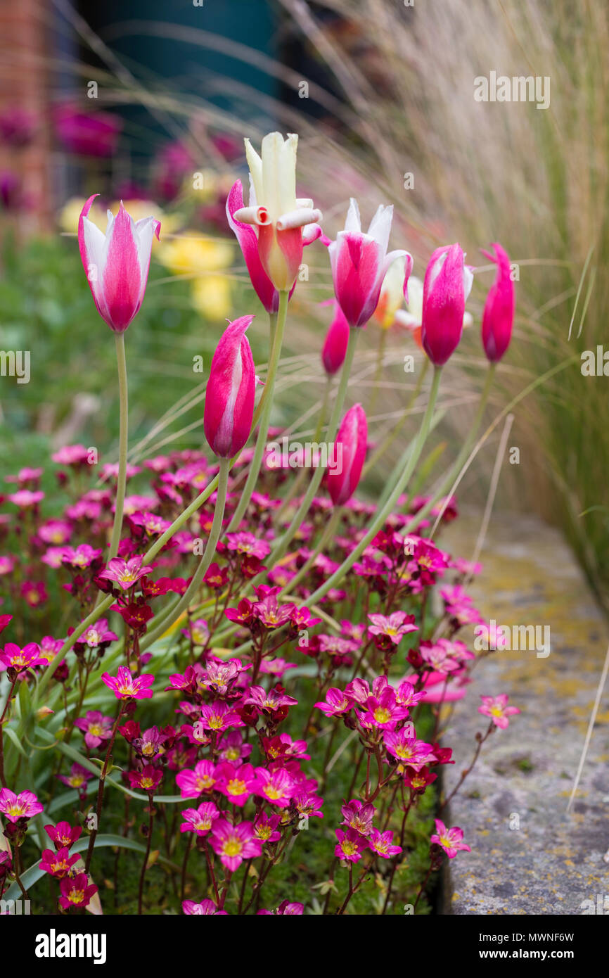 Tulipa Clusiana Peppermint Stick Stock Photo Alamy