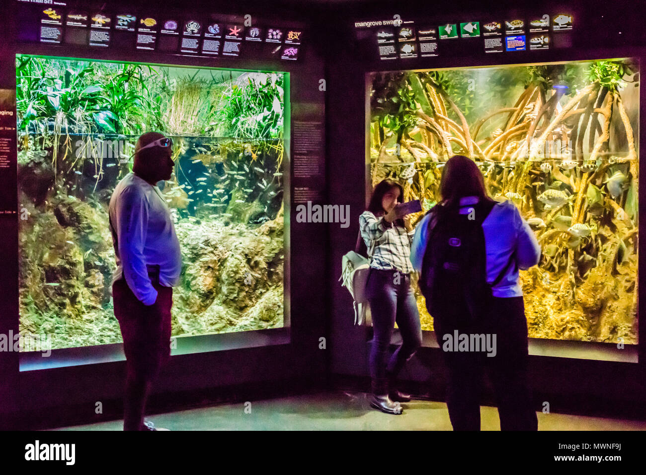 New England Aquarium Boston, Massachusetts, USA Stock Photo - New EnglanD Aquarium Boston Massachusetts Usa MWNF9J