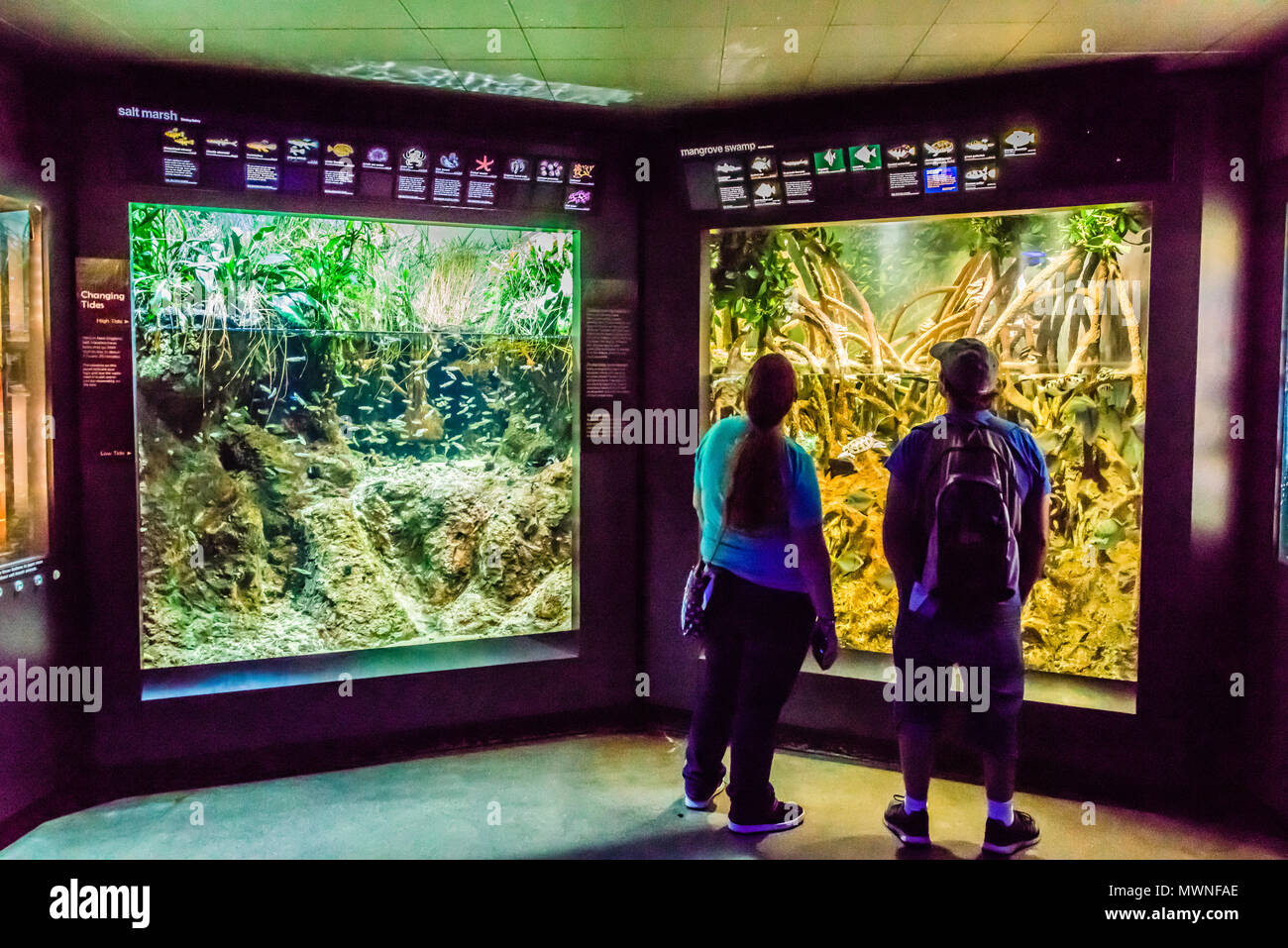 New England Aquarium Boston, Massachusetts, USA Stock Photo Alamy