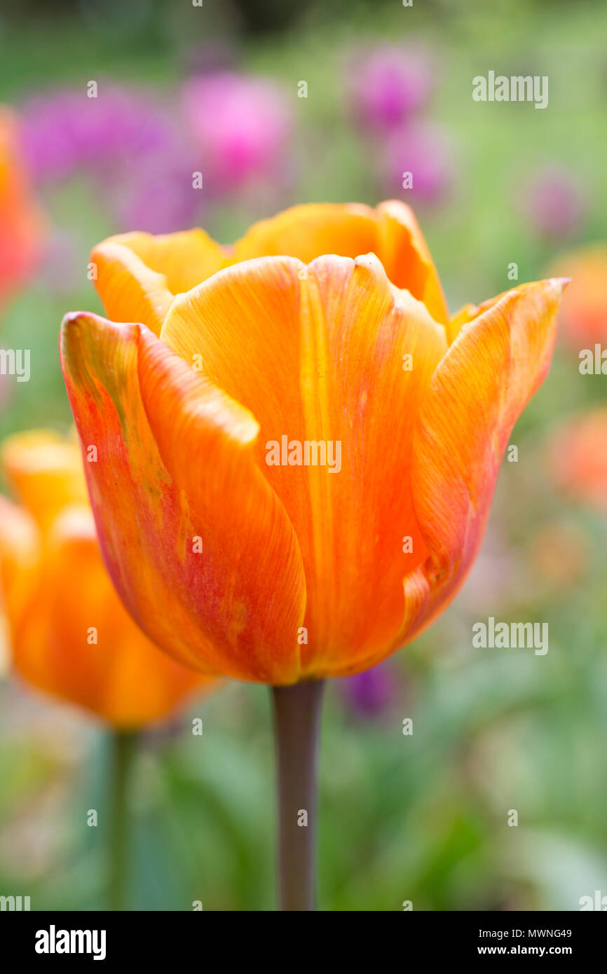 Tulipa 'Annie Schilder' Stock Photo