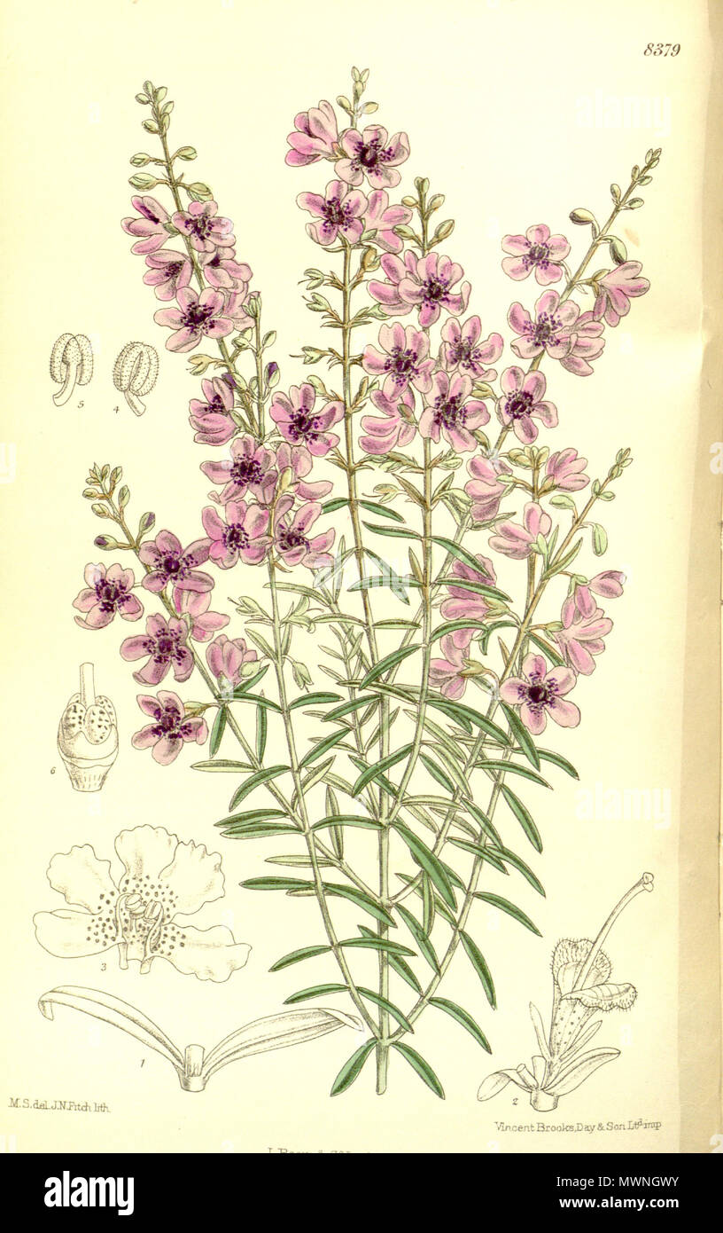 . Prostanthera pulchella (= Prostanthera phylicifolia), Lamiaceae . 1911. M.S. del., J.N.Fitch lith. 504 Prostanthera pulchella 137-8379 Stock Photo