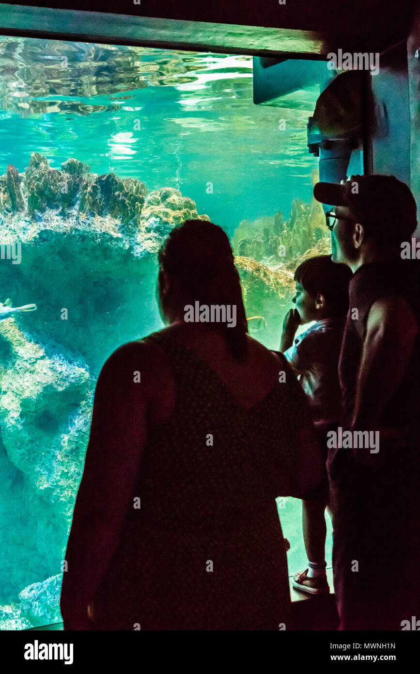 New England Aquarium Boston, Massachusetts, USA Stock Photo - New EnglanD Aquarium Boston Massachusetts Usa MWNH1N