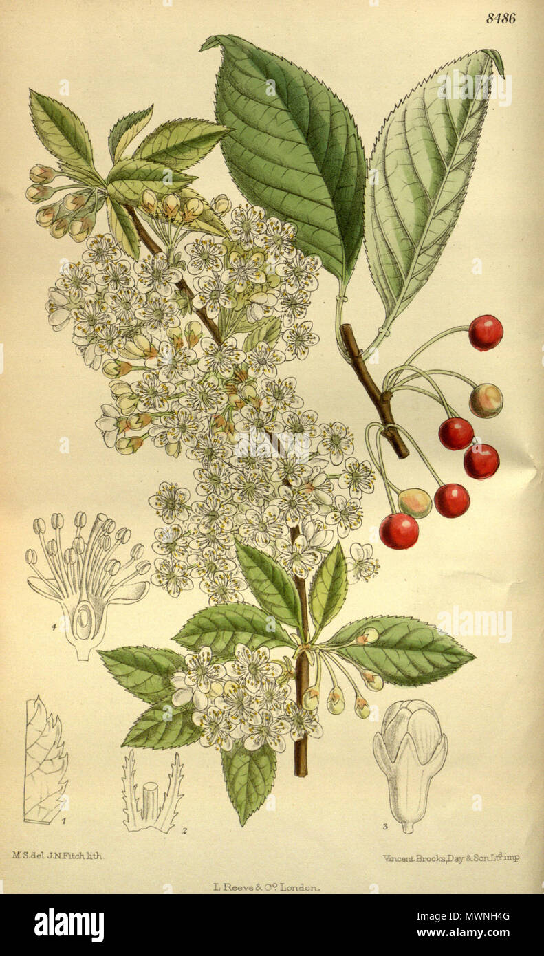 . Prunus pensylvanica, Rosaceae . 1913. M.S. del, J.N.Fitch, lith. 504 Prunus pennsylvanica 139-8486 Stock Photo