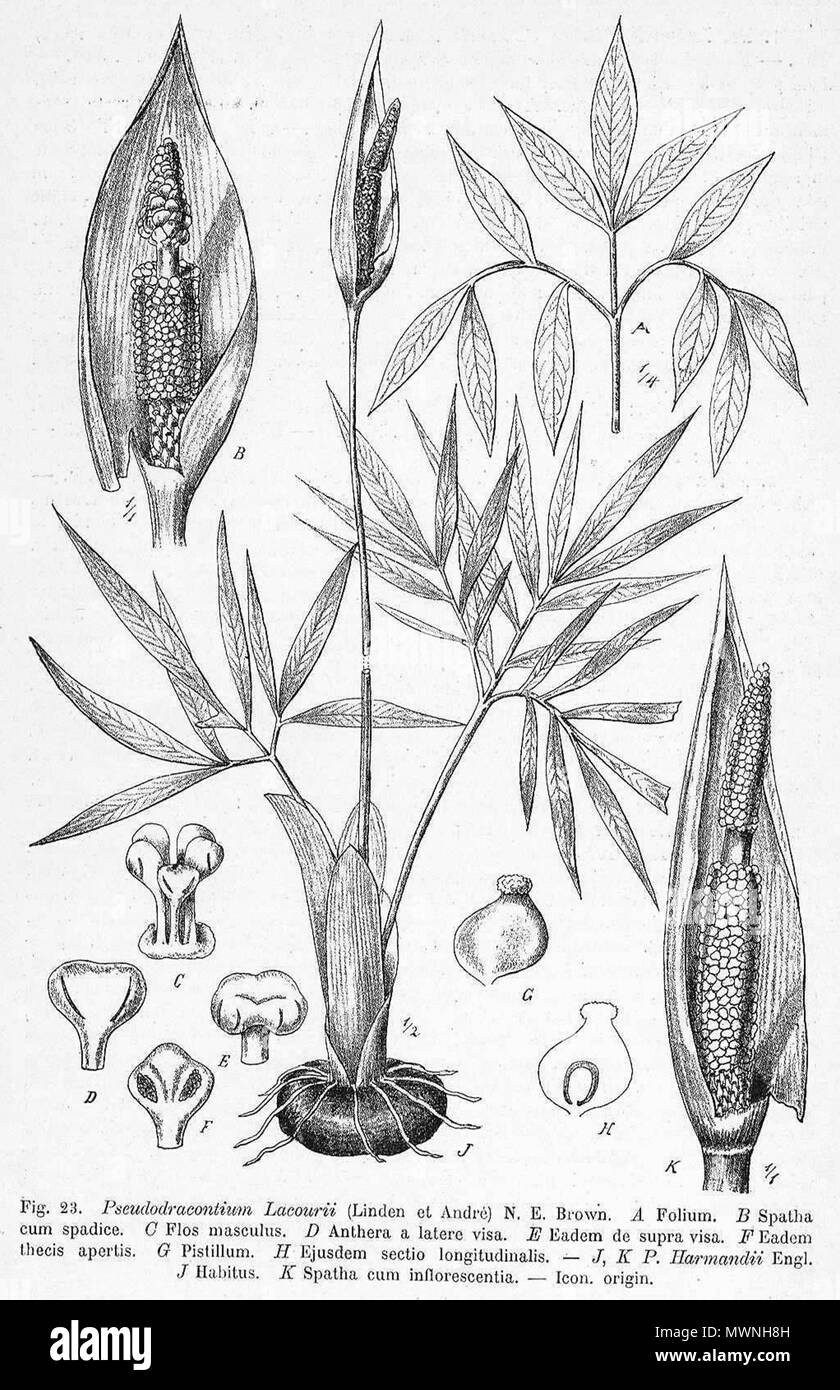 . English: Pseudodracontium drawing by A. Engler from Das Pflanzenreich ...