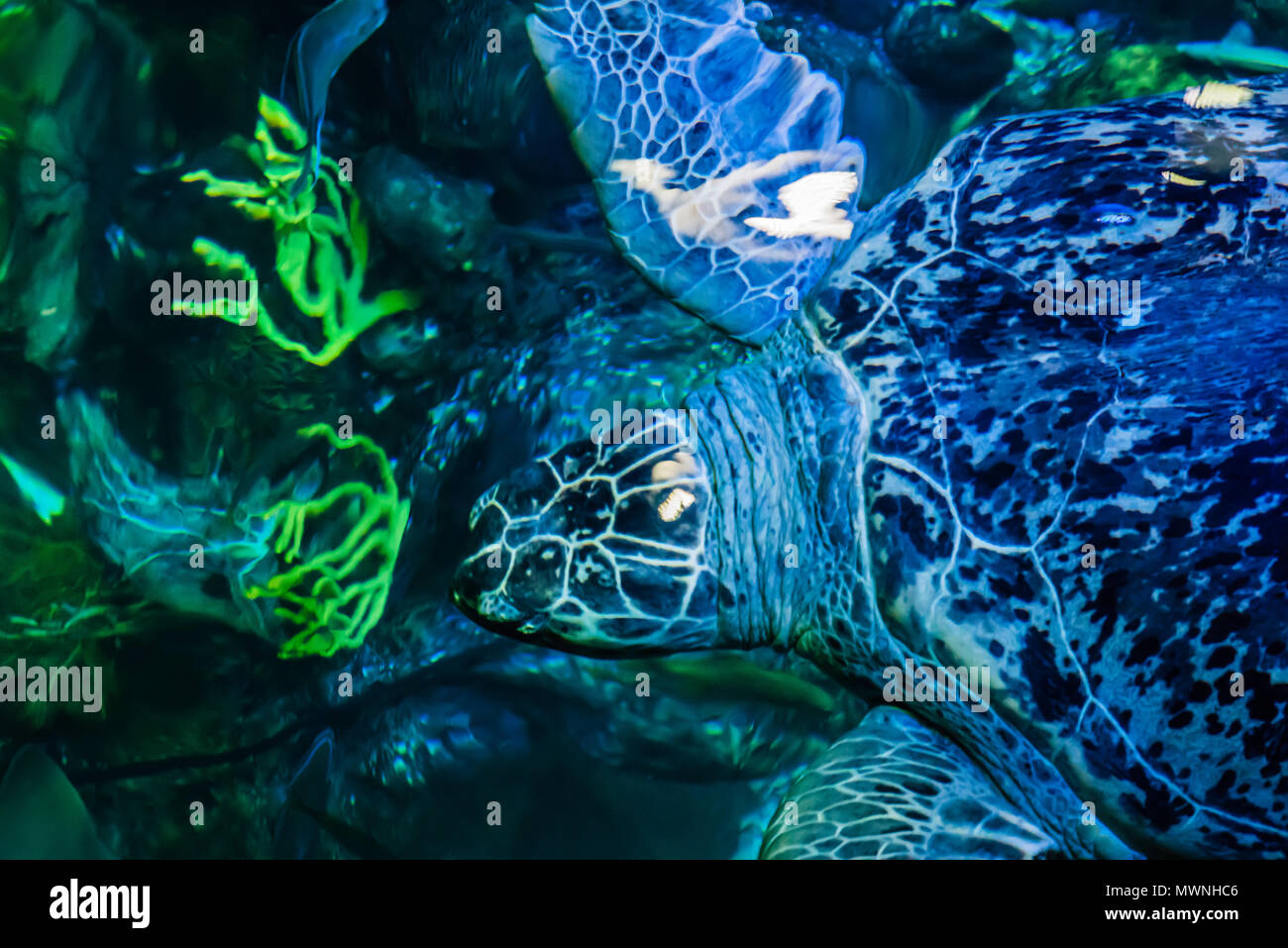 New England Aquarium Boston, Massachusetts, USA Stock Photo Alamy