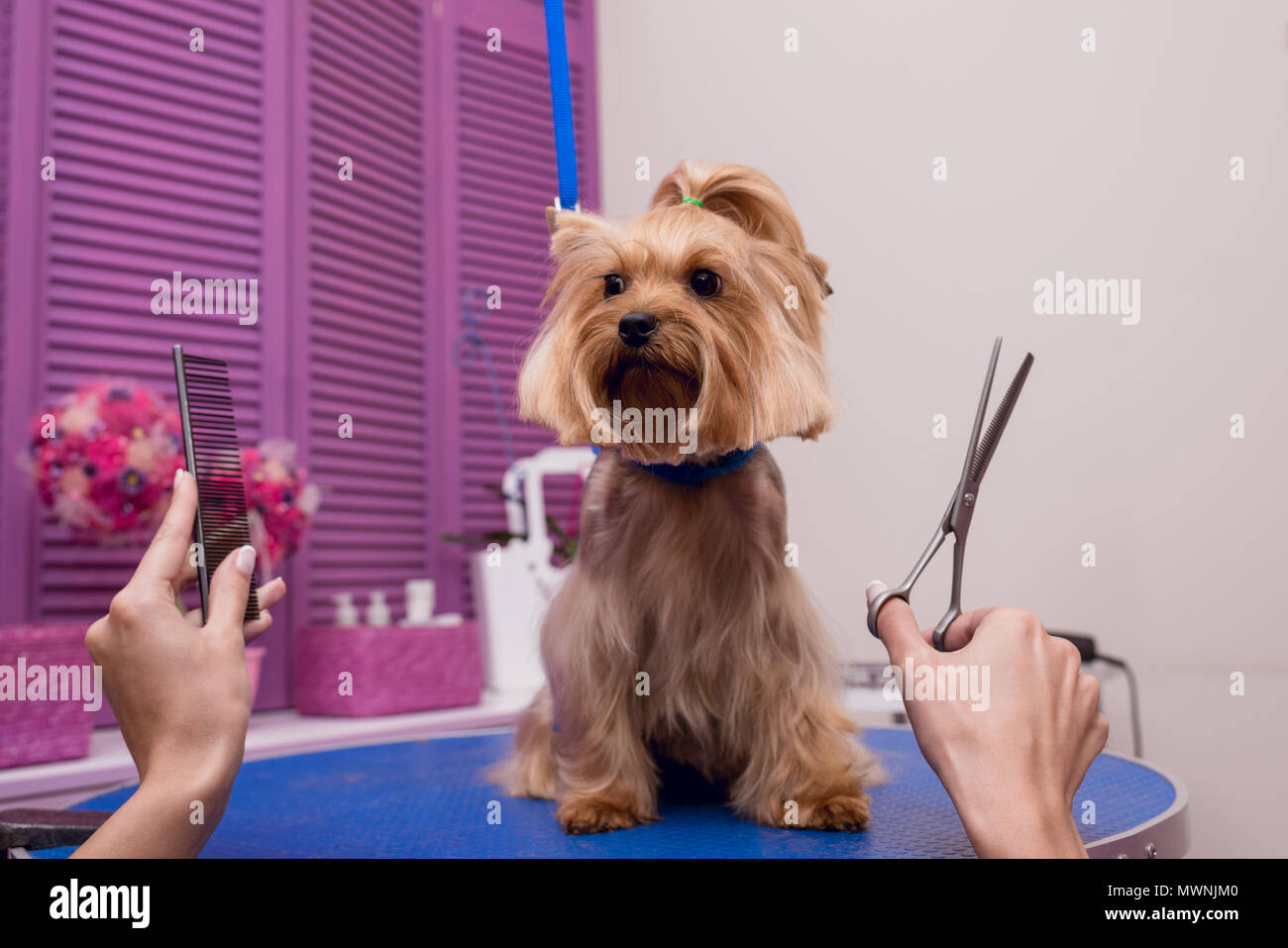 comb and collar pet salon