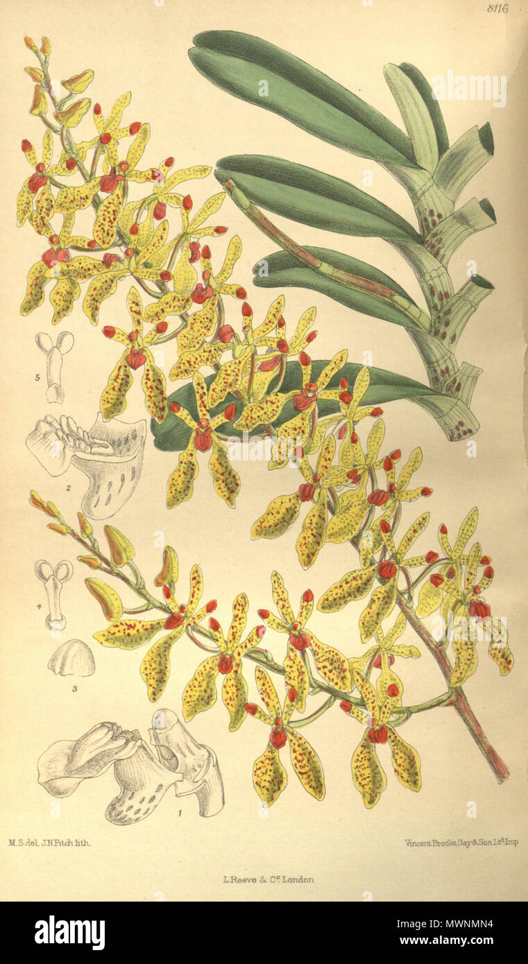 . Illustration of Renanthera annamensis . 1907. M. S. del. ( = Matilda Smith, 1854-1926), J. N. Fitch lith. ( = John Nugent Fitch, 1840–1927) Description by R. A. Rolfe (1855–1921) 517 Renanthera annamensis - Curtis' 133 (Ser. 4 no. 3) pl. 8116 (1907) Stock Photo