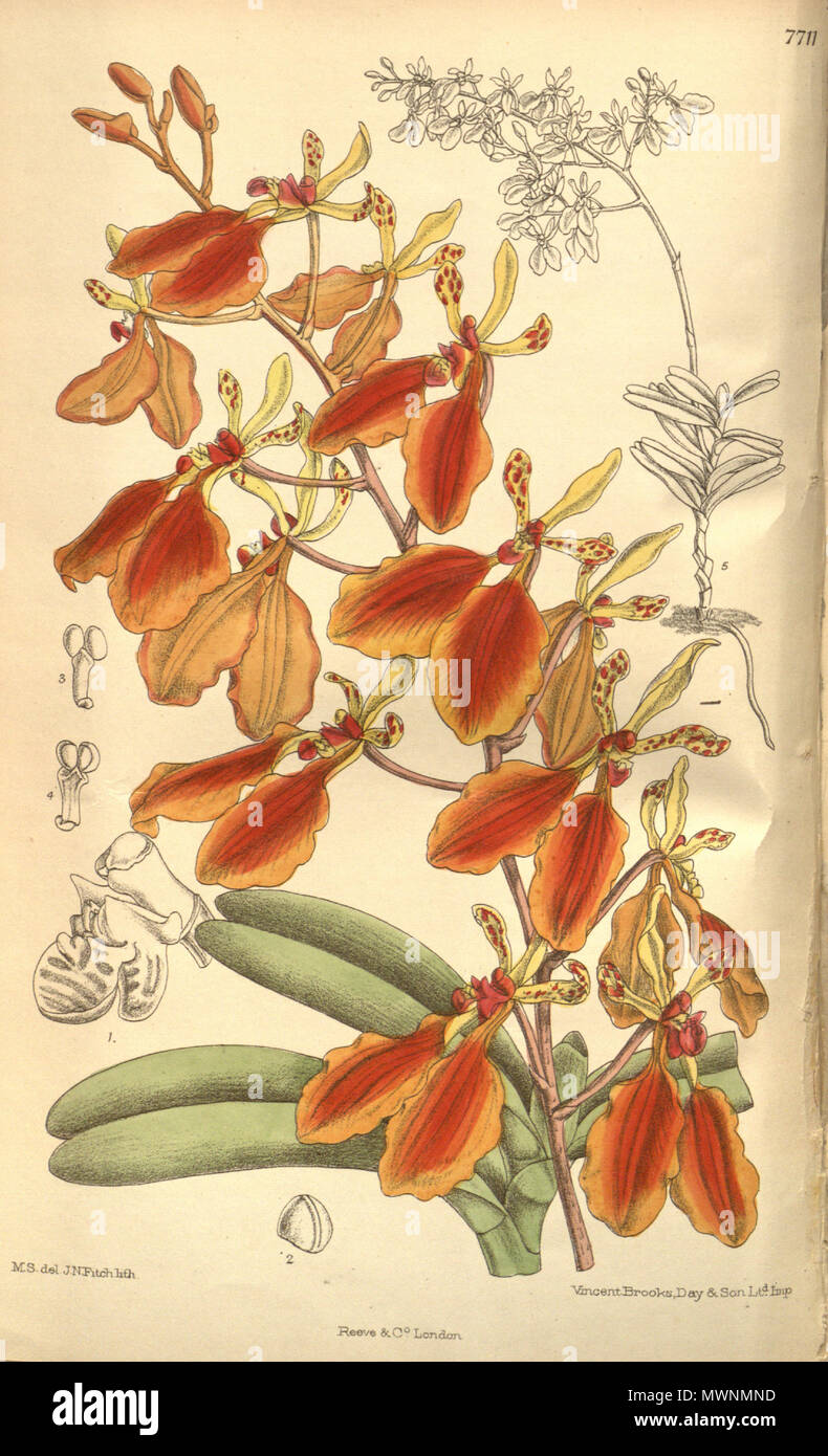 . Illustration of Renanthera imschootiana . 1900. M. S. del. ( = Matilda Smith, 1854-1926), J. N. Fitch lith. ( = John Nugent Fitch, 1840–1927) Description by Joseph Dalton Hooker (1817—1911) 517 Renanthera imschootiana Stock Photo