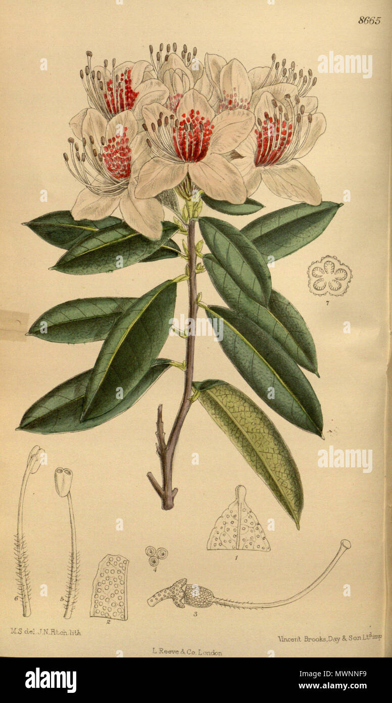 . Rhododendron charianthum (= Rhododendron davidsonianum), Ericaceae . 1916. M.S. del., J.N.Fitch lith. 520 Rhododendron charianthum 142-8665 Stock Photo