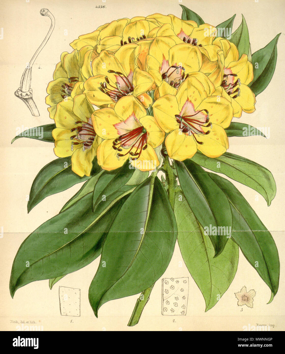 . Rhododendron javanicum . 1947. J.W.Hooker 520 Rhododendron javanicum Stock Photo