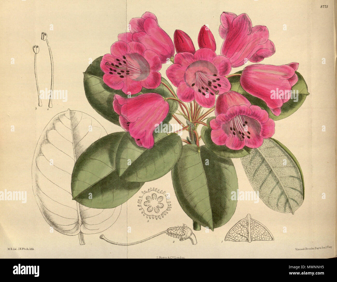 . Rhododendron orbiculare, Ericaceae . 1918. M.S. del., J.N.Fitch lith. 520 Rhododendron orbiculare 144-8775 Stock Photo
