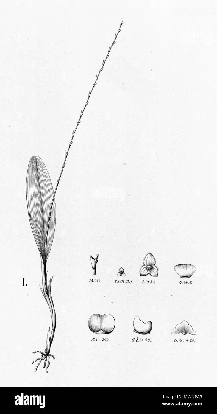 . Illustration of Stelis argentata (as syn. Stelis littoralis) . between 1893 and 1896. Alfred Cogniaux (1841 - 1916) 575 Stelis argentata (as S. littoralis)- cut from Fl.Br. 3-4-81 Stock Photo