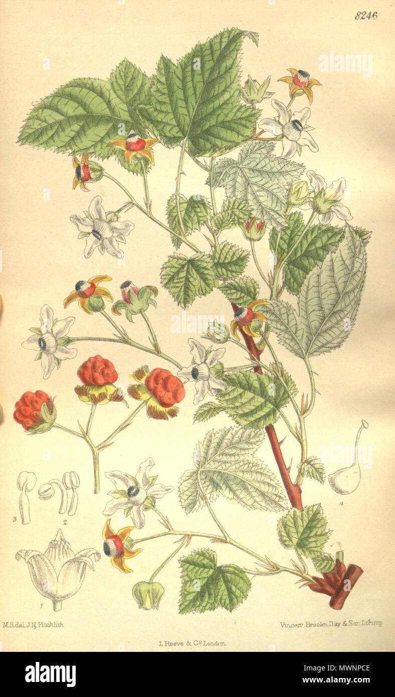 . Rubus koehneanus (= Rubus trianthus), Rosaceae . 1909. M.S. del., J.N.Fitch lith. 531 Rubus koehneanus 135-8246 Stock Photo