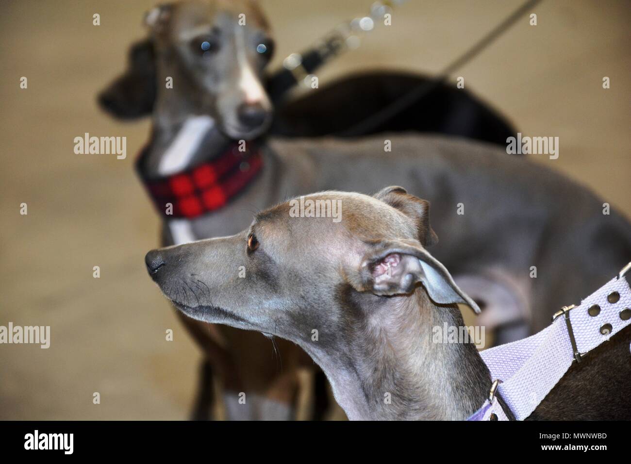 Two dogs at dog show hi-res stock photography and images - Alamy