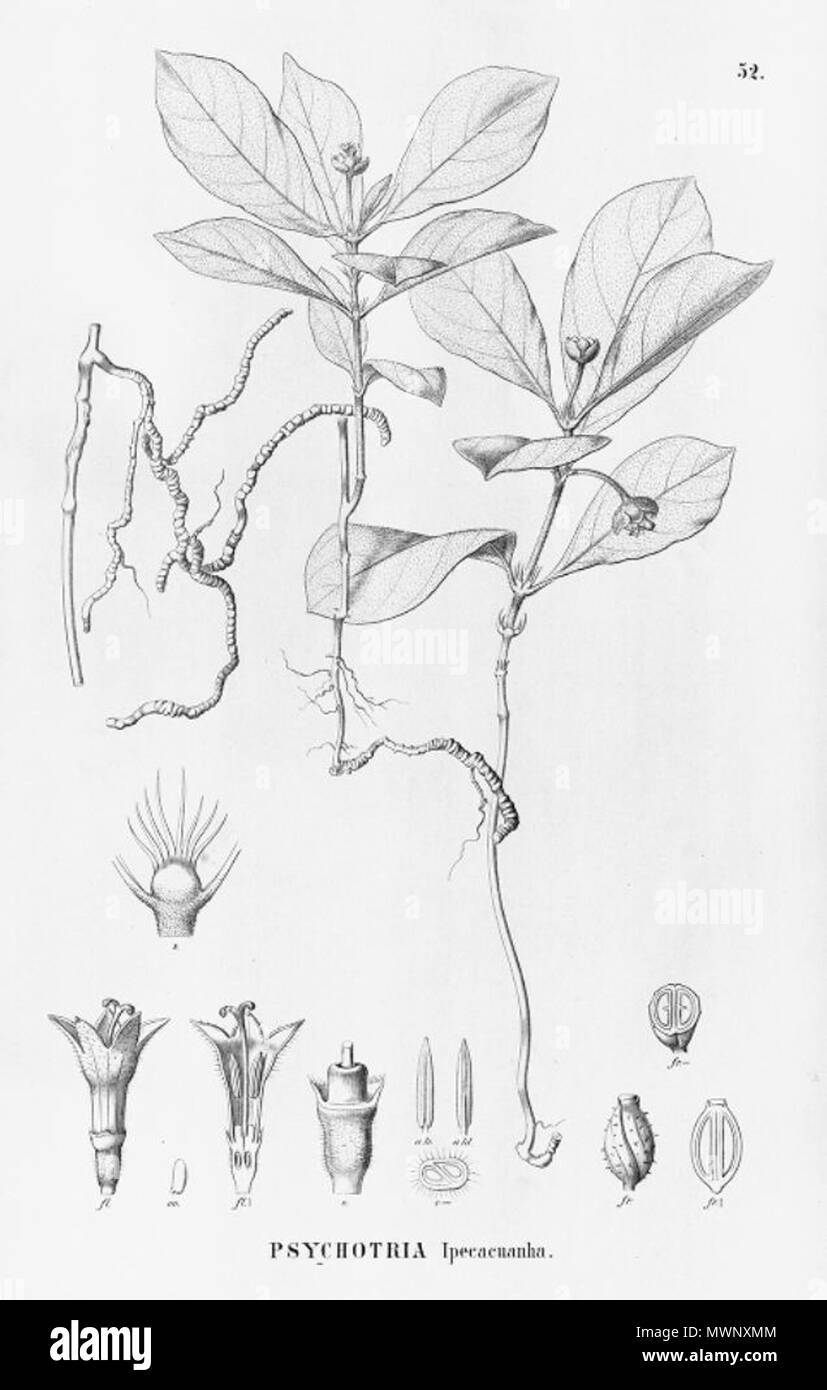 . Illustration of Psychotria ipecacuanha . between 1881 and 1888. Carl Friedrich Philipp von Martius (1794-1868), August Wilhelm Eichler (1839-1887), Ignaz Urban (1848-1931) 505 Psychotria ipecacuanha Stock Photo