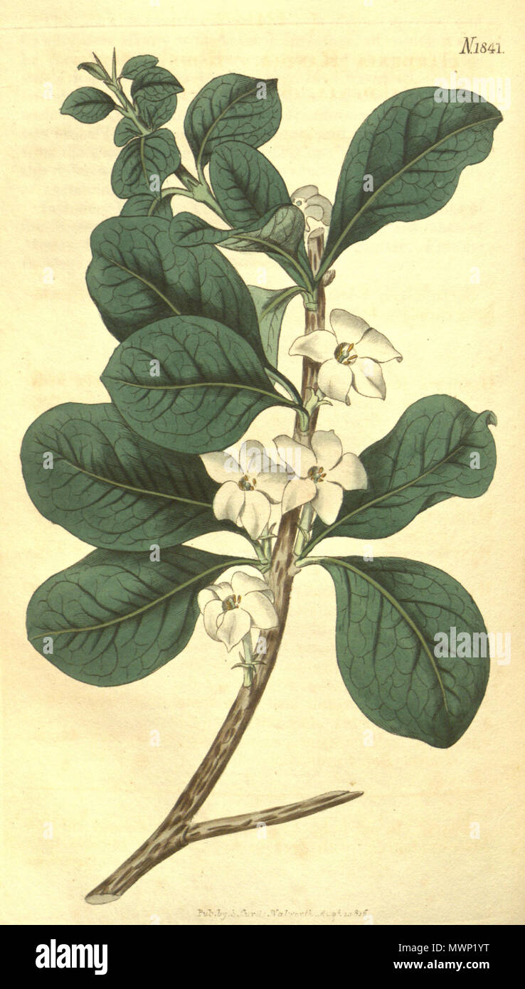 . Randia aculeata var. aculeata . 1841. Widdell sc. 512 Randia aculeata (as Gardenia randia) 43.1841 Stock Photo