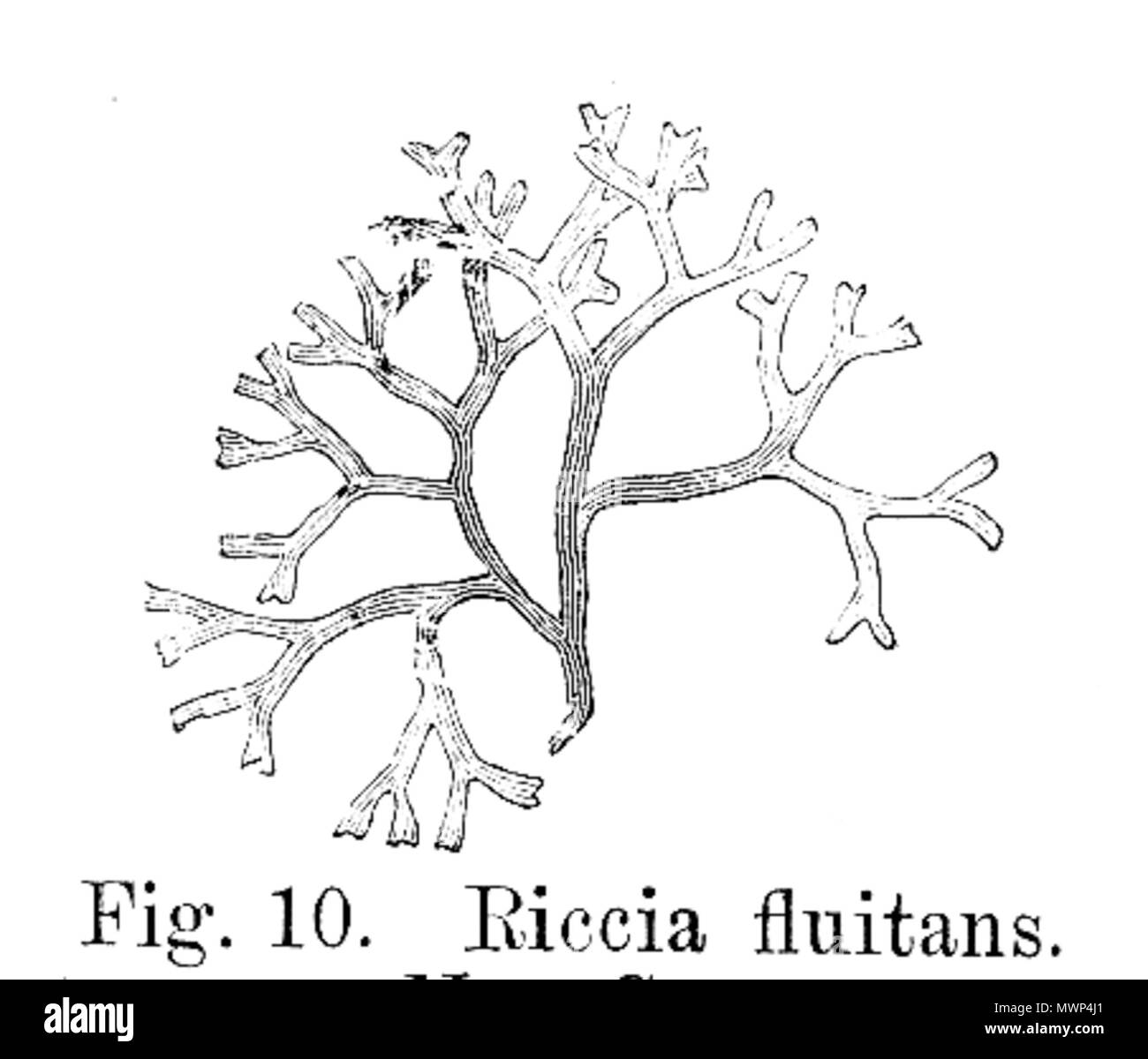 . Riccia fluitans . 1900. E. Strasburger 520 Riccia fluitans Strasburger1900 Stock Photo
