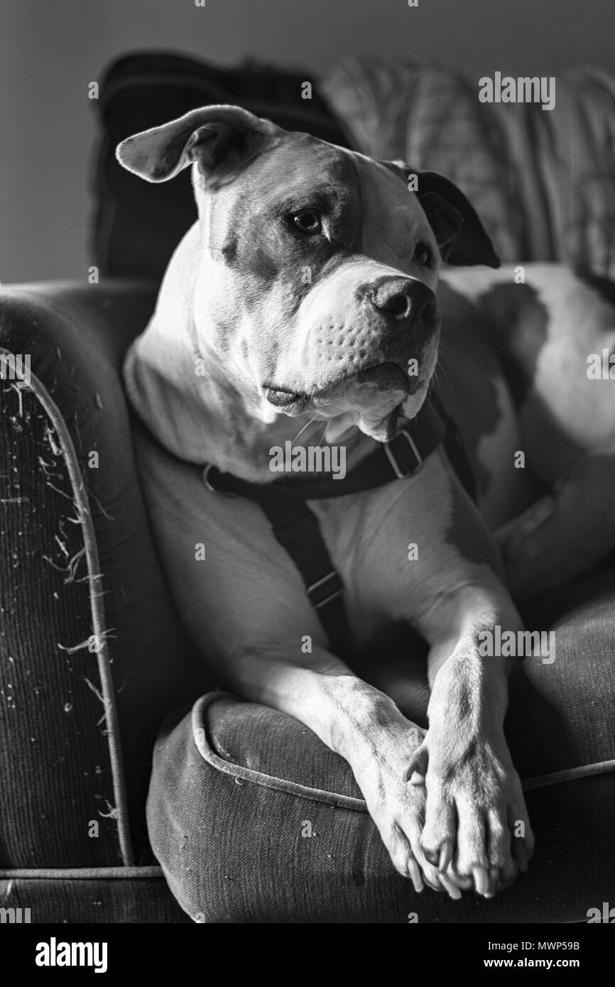 A mixed breed pitbull dog (American Staffordshire Pit Bull Terrier and American Pit Bull Terrier) (Canis lupus familiaris) looks alert. Stock Photo