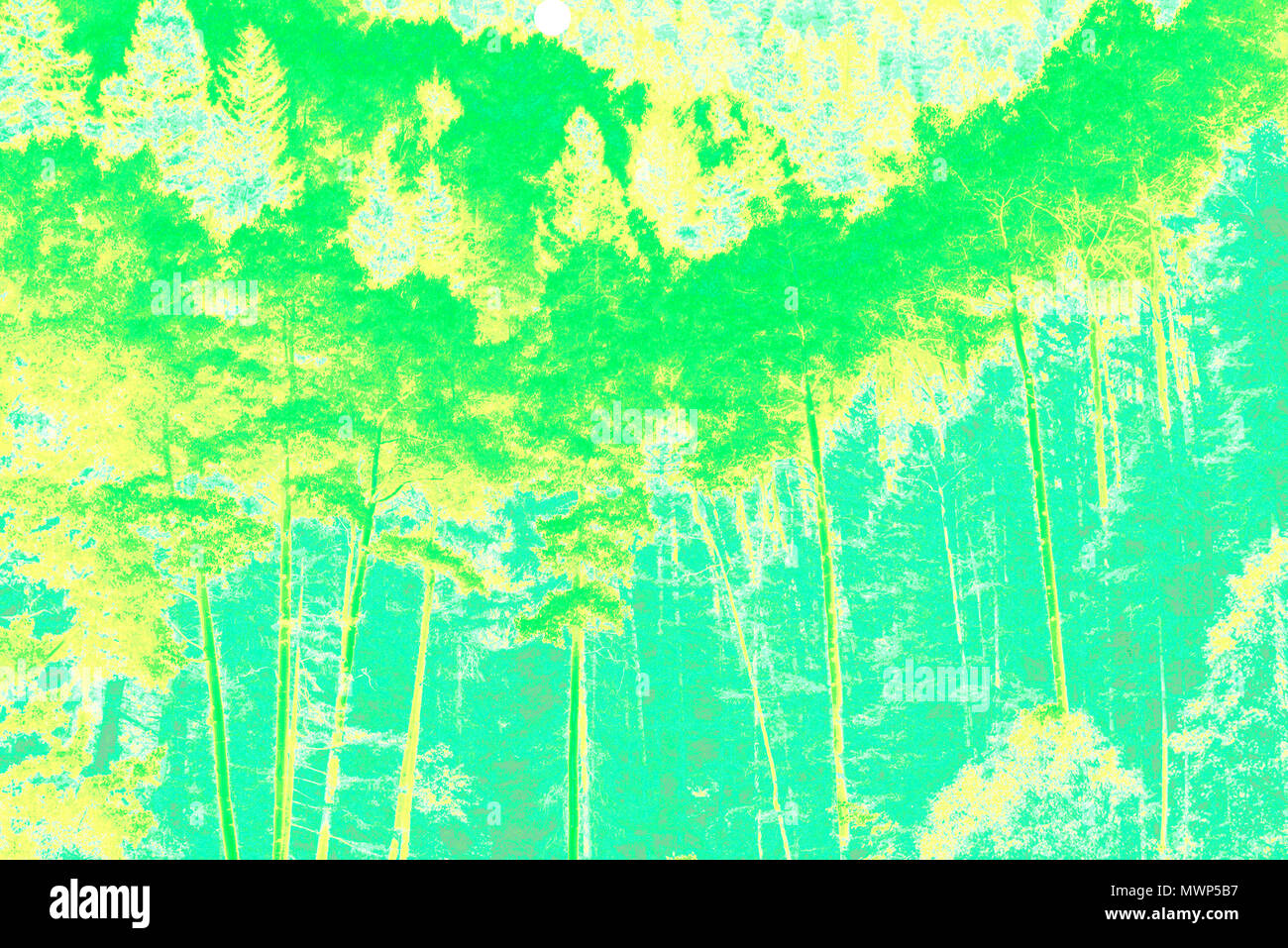 Santa Fe National Forest, aspen grove (rendered in PS, duotone), Santa Fe, NM, USA Stock Photo