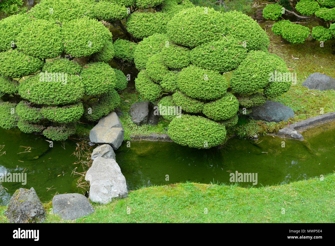 O-karikomi (type of topiary style) sculpted bushes with miniature stone foot bridge, Golden Gate Park, Japanese Tea Garden, San Francisco, CA, USA Stock Photo