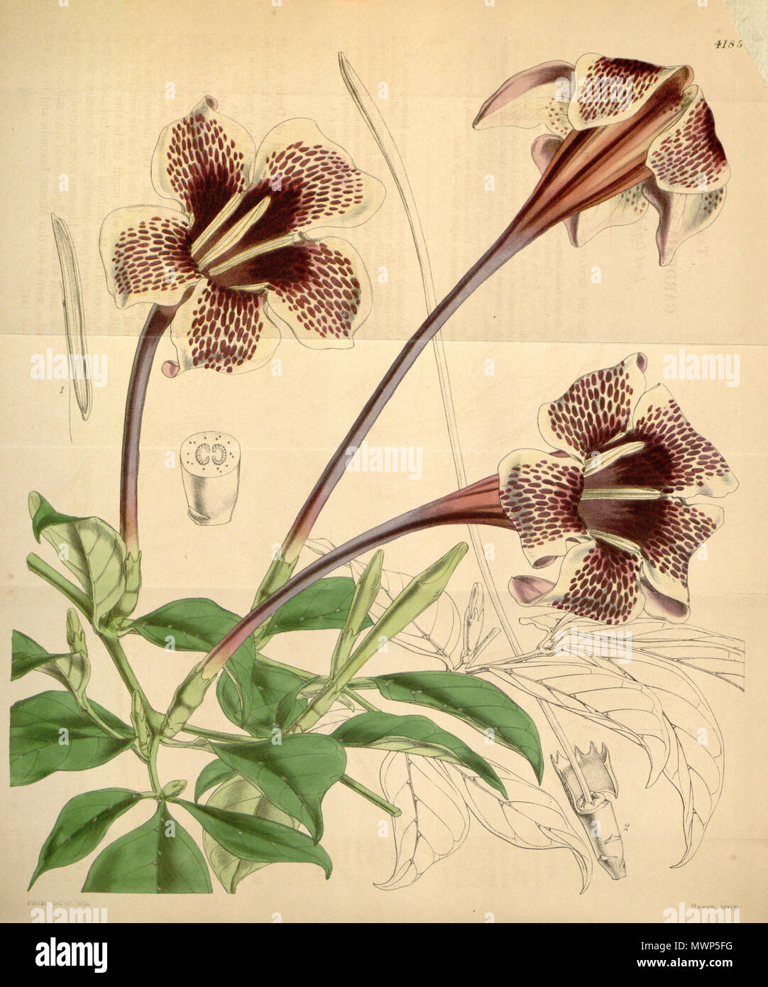 . Rothmannia longiflora . 1845. W.J.Hooker 530 Rothmannia longiflora Bot. Mag. 71. 4185. 1845 Stock Photo