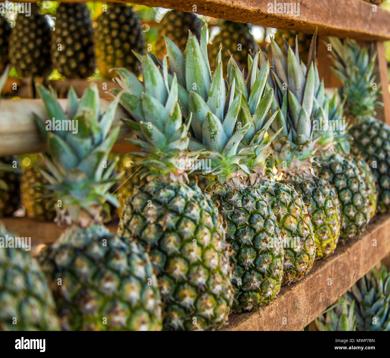pineapple plantation fruit exotic Stock Photo - Alamy