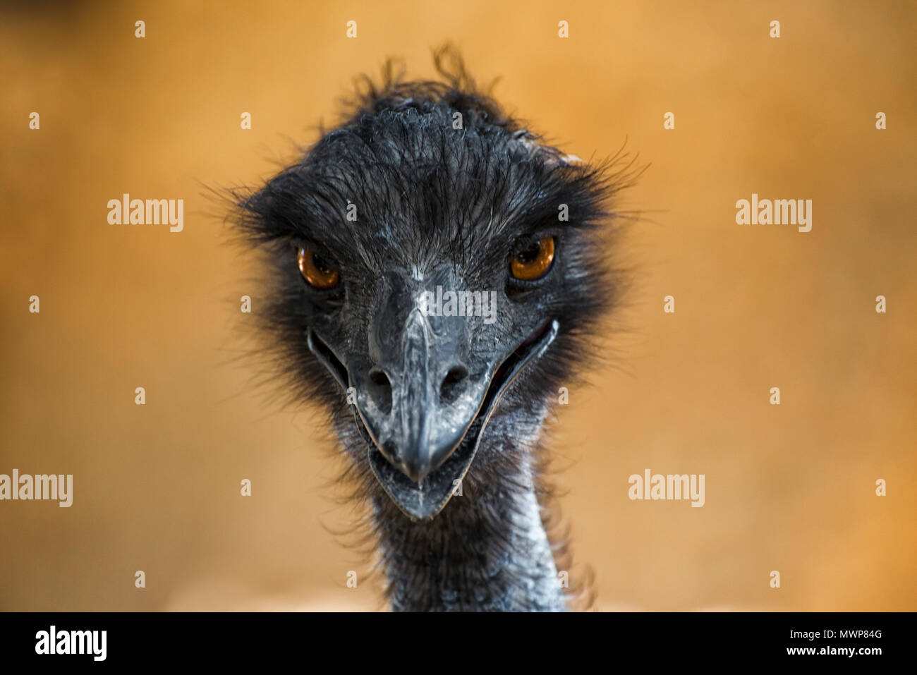 head of the ostrich is looking forward Stock Photo