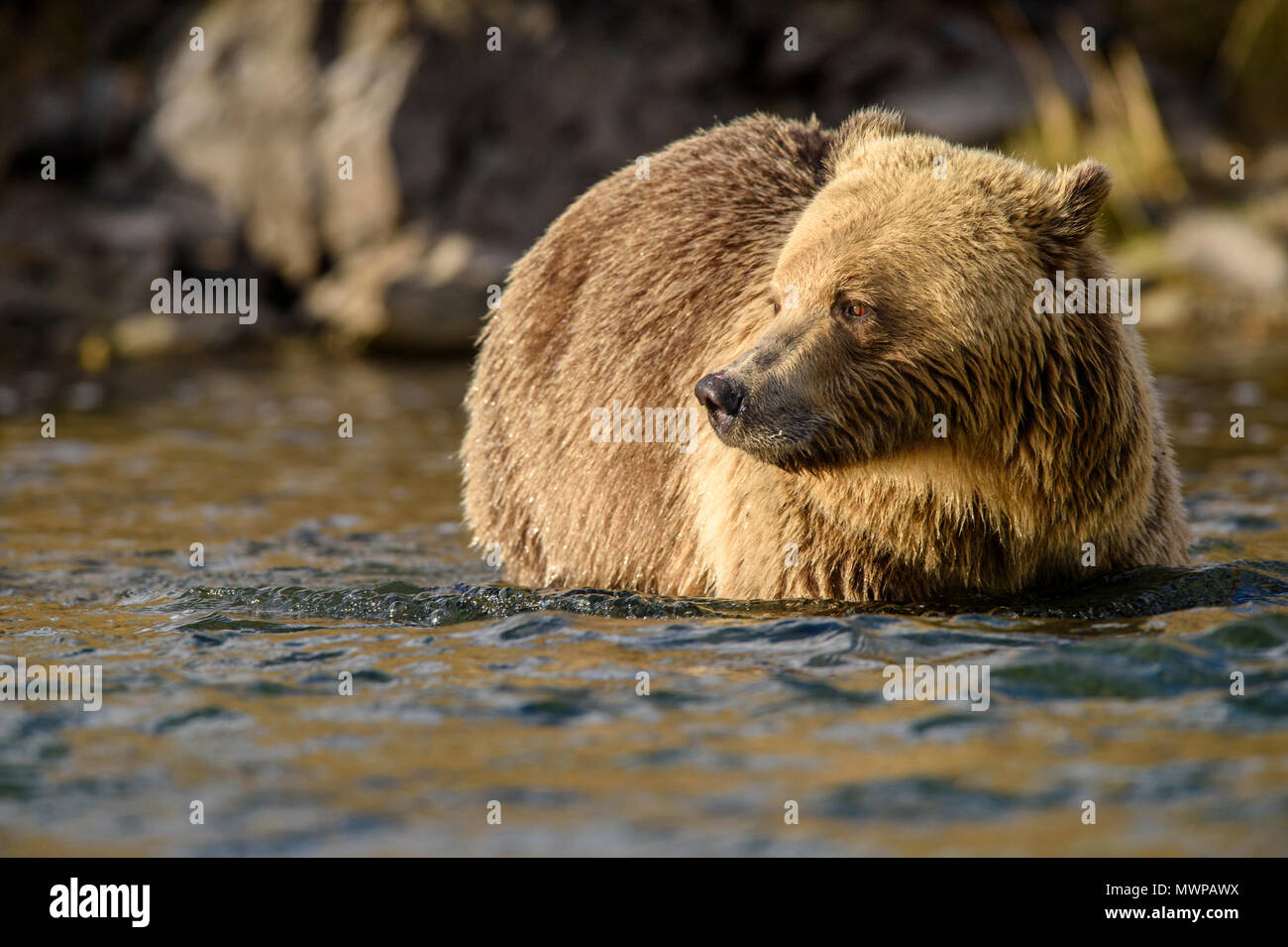 Hunter, who was pulled out of the paws of a grizzly Hunter, who was pulled out of the paws of a grizzly