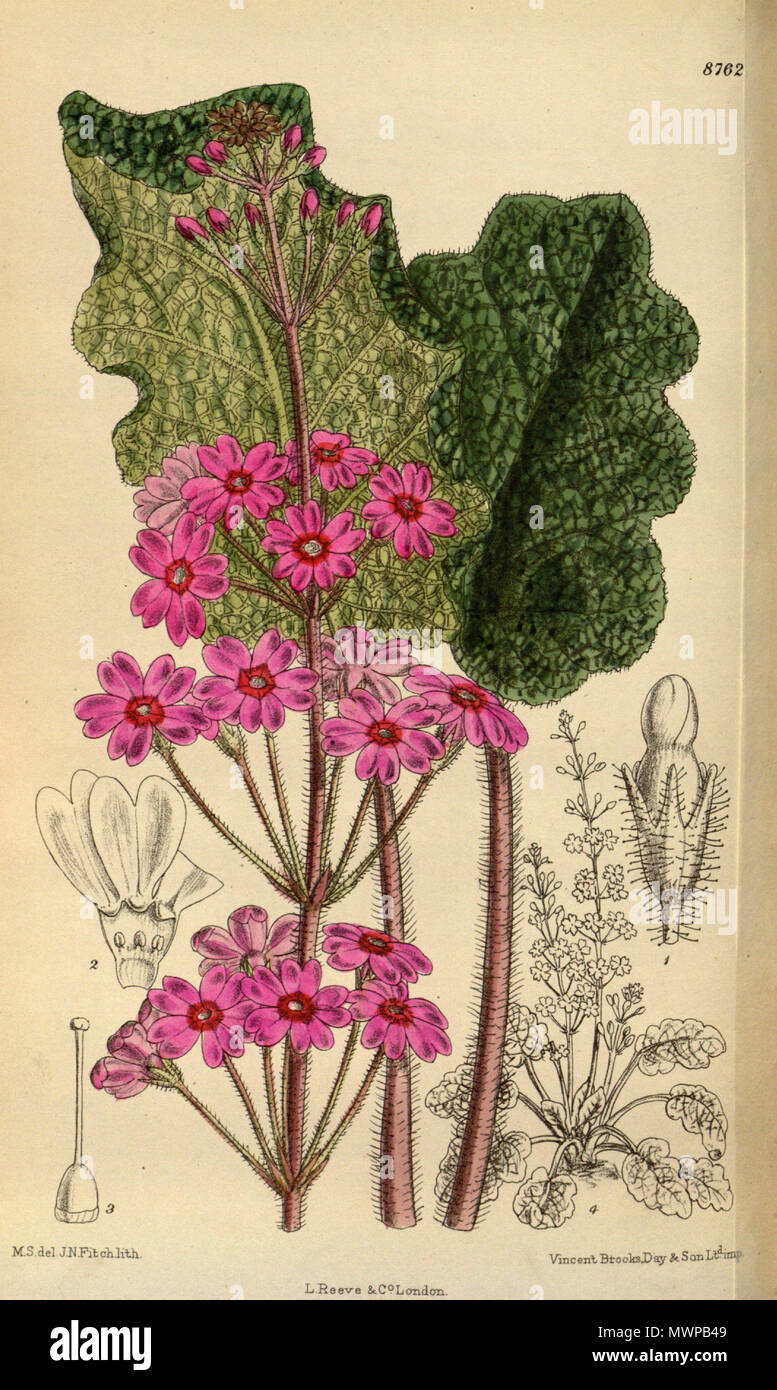 . Primula silvicola (= Primula sinomollis), Primulaceae . 1918. M.S. del., J.N.Fitch lith. 502 Primula silvicola 144-8762 Stock Photo