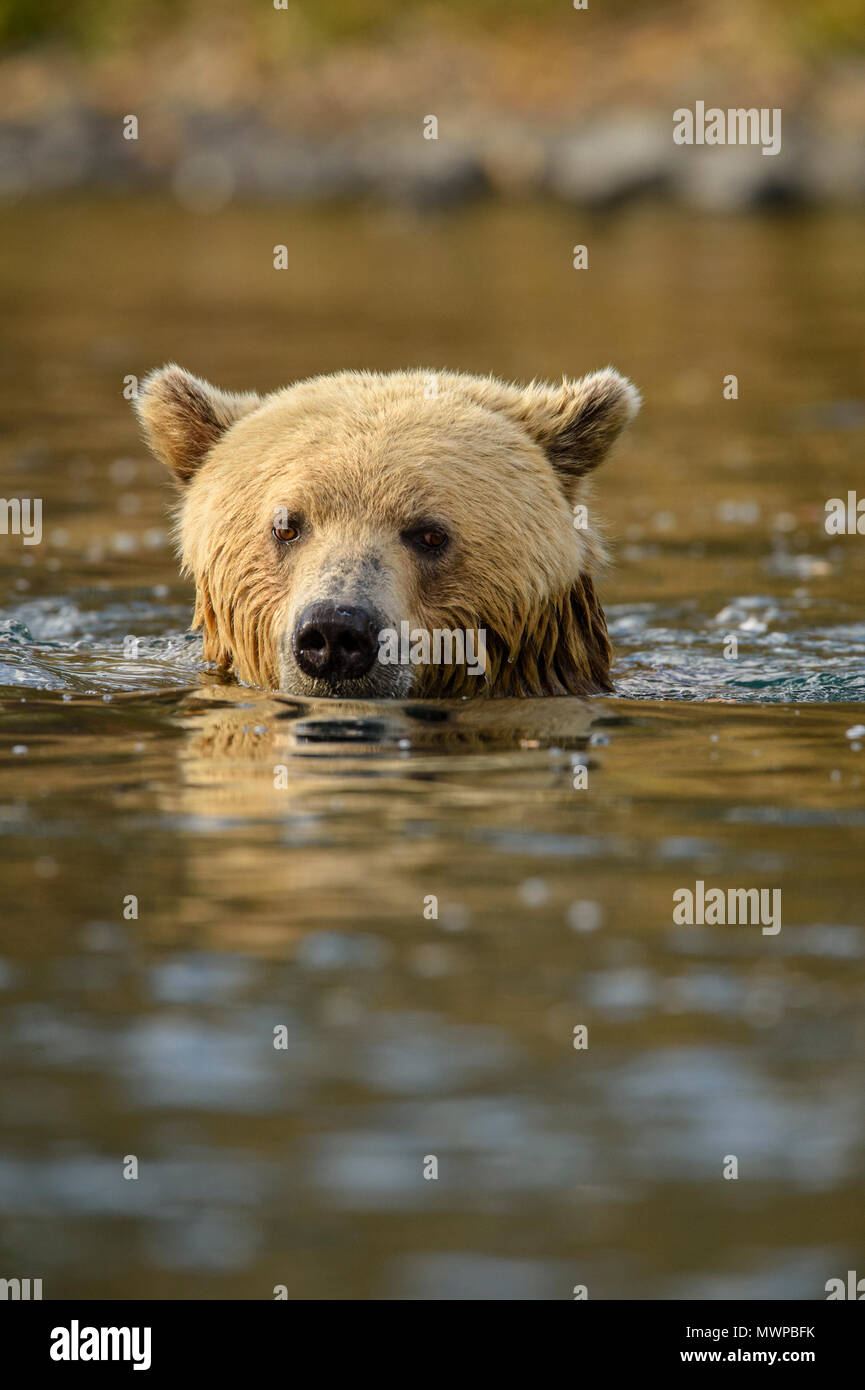 Grizzly bear (Ursus arctos)- Hunting for sockeye salmon in the Chilko River, Chilcotin Wilderness, British Columbia BC, Canada Stock Photo