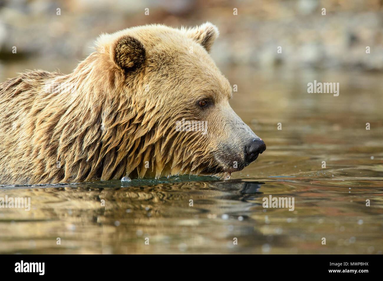 Grizzly bear (Ursus arctos)- Hunting for sockeye salmon in the Chilko River, Chilcotin Wilderness, British Columbia BC, Canada Stock Photo