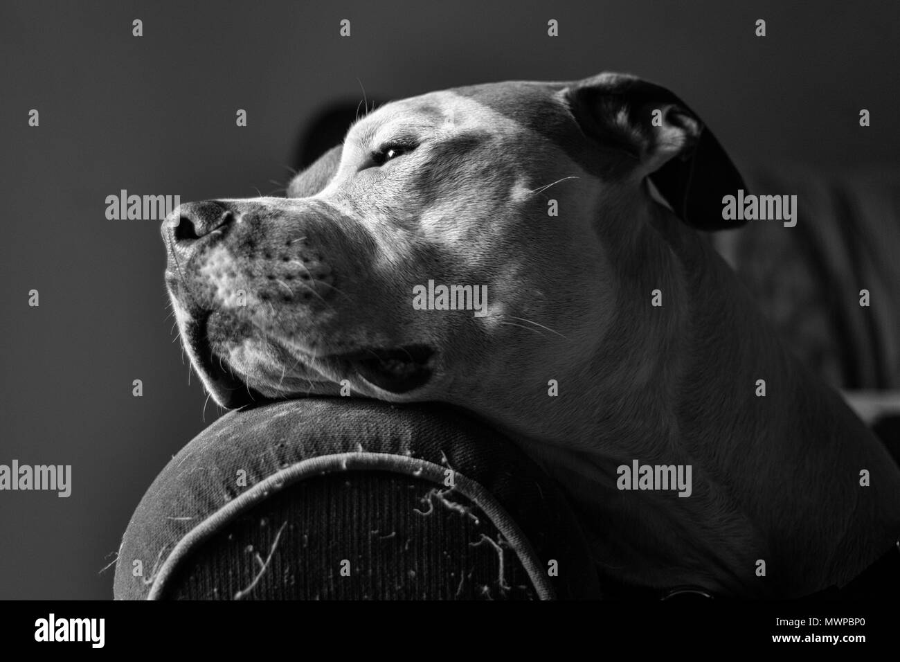 A mixed breed pitbull dog (American and American Staffordshire Pit Bull Terriers) (Canis lupus familiaris) rests, looking content and noble. Stock Photo