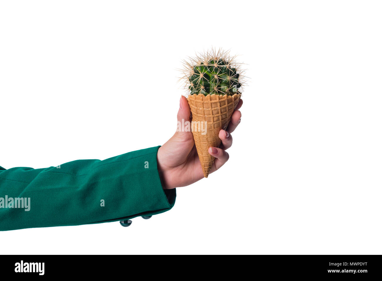 cropped view of girl holding cactus in waffle cone, isolated on white Stock Photo