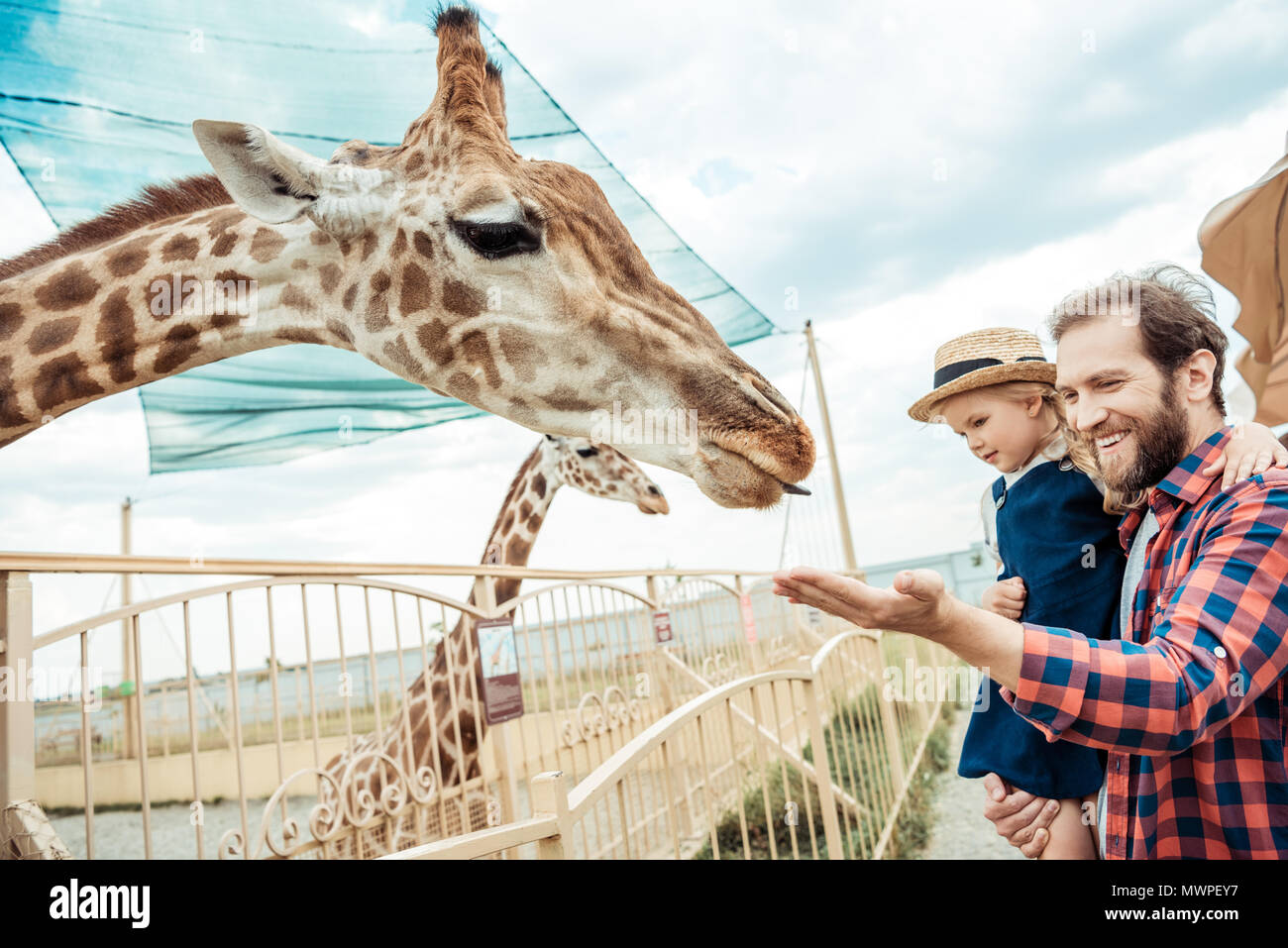 father and little daughter looking at reticulated giraffe in zoo Stock ...