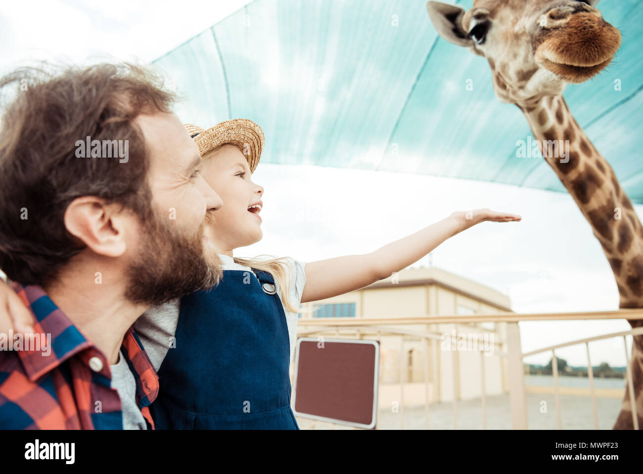 father and happy little daughter looking at reticulated giraffe in zoo ...