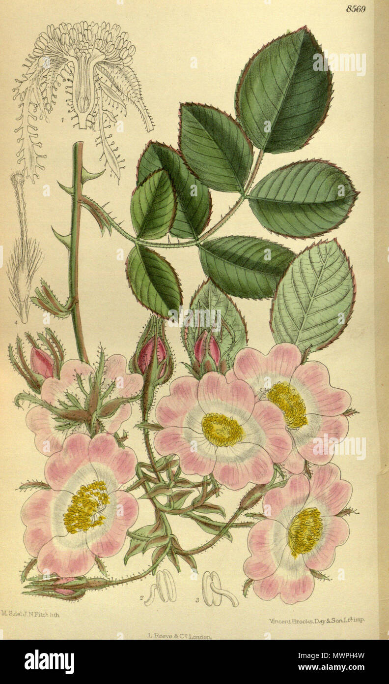. Rosa setipoda, Rosaceae . 1914. M.S. del., J.N.Fitch lith. 529 Rosa setipoda 140-8569 Stock Photo